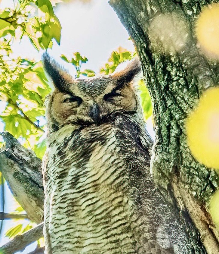 Great Horned Owl in Central Park by Rhododendrites is licensed under CC BY-SA 4.0